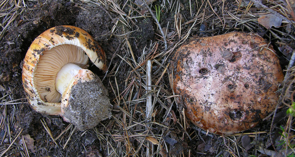 Indovina indovinello cosa metto nel cestello.....